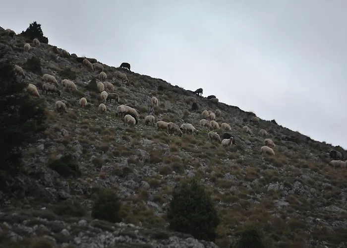 Abelos Agios Ioannis (Arcadia)